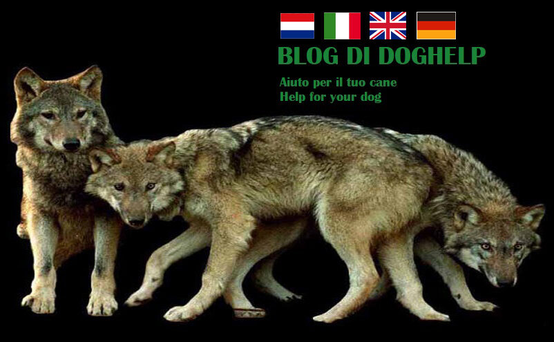 Blog di Doghelp by Theo van Hilst (C)